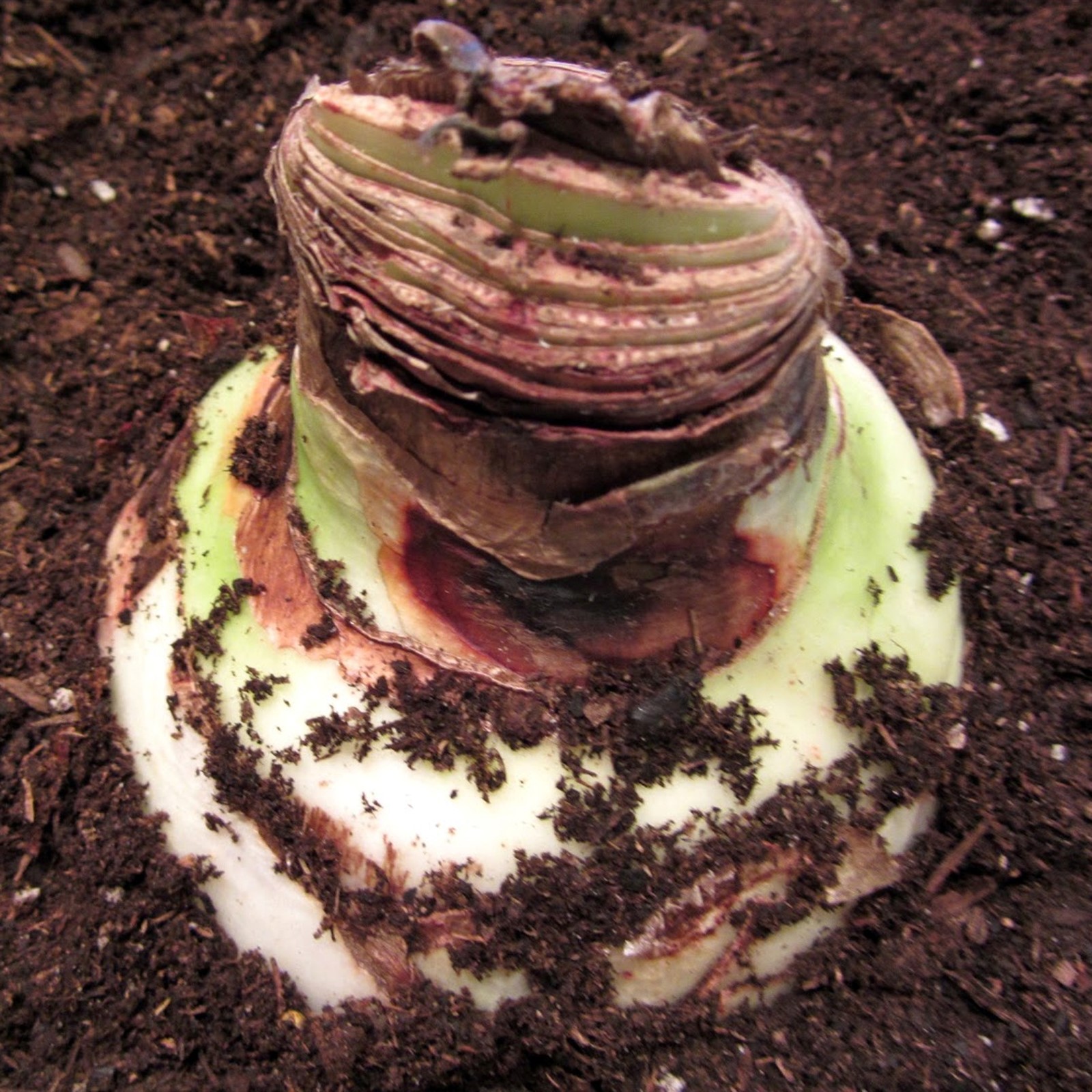 Amaryllis bulb planted