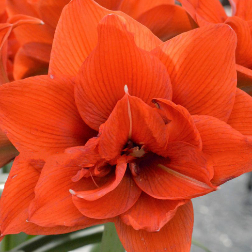amaryllis celica