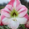 Amaryllis Cherry Blossom