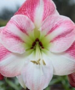 Amaryllis Cherry Blossom