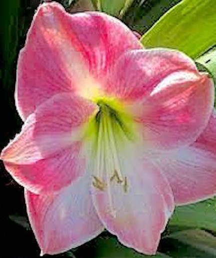 Amaryllis CHERRY BLOSSOM. 42-44 cm Bulbs. - Image 2
