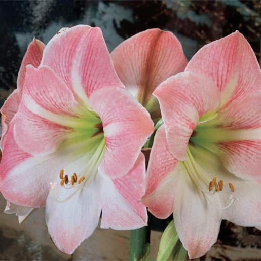 Amaryllis CHERRY BLOSSOM. 42-44 cm Bulbs. - Image 4