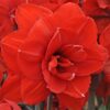 Amaryllis Double King