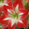 Amaryllis Dynasty
