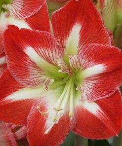 Amaryllis Dynasty