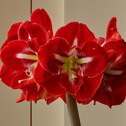 Amaryllis Dynasty. Red with white star. - Image 3