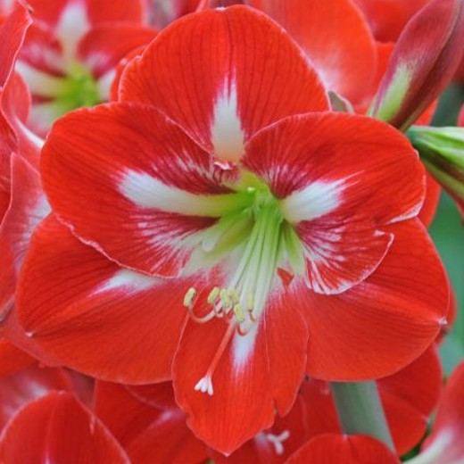 Amaryllis Dynasty. Red with white star. - Image 2