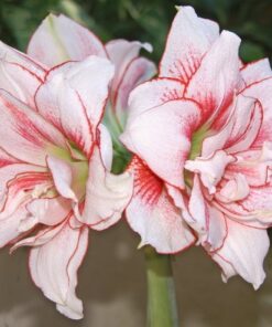 Amaryllis ELVAS. Spectacular double flowers.