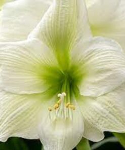 Fantasy Amaryllis