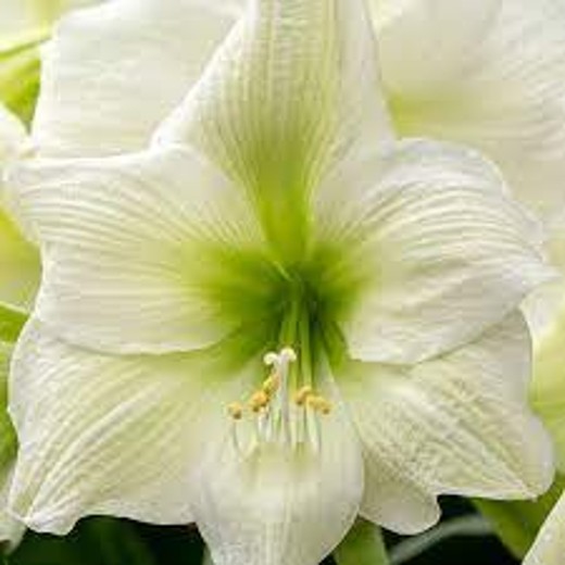Fantasy Amaryllis