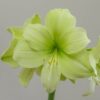 Amaryllis Fantasy