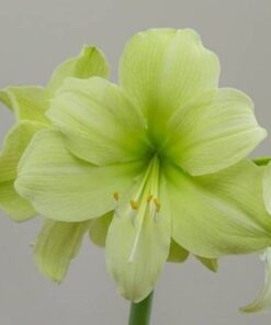 Amaryllis Fantasy