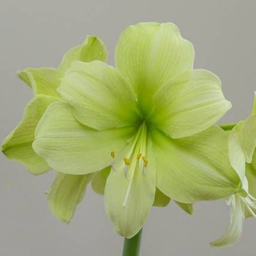 Amaryllis Fantasy