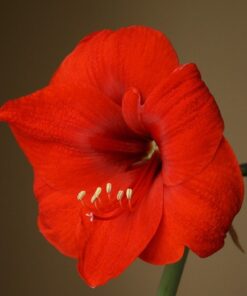 Ferrari, Amaryllis