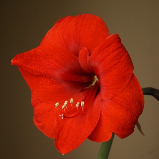 Ferrari, Amaryllis