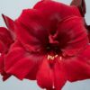 Amaryllis Grand Diva