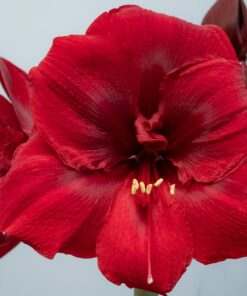 Amaryllis Grand Diva