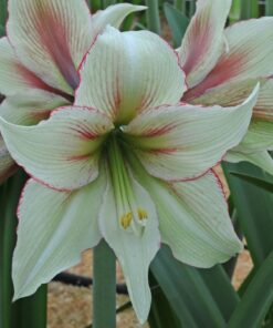 Amaryllis Magic Green