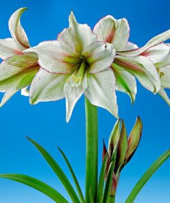 Alternative view of Amaryllis Magic Green. Shapely ivory petals. 36-38 Bulbs