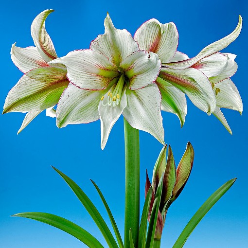 Amaryllis Magic Green. Shapely ivory petals. 36-38 Bulbs - Image 2