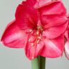 Amaryllis Herculus