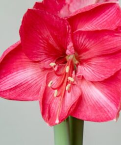 Amaryllis Herculus
