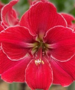 Amaryllis Magical Touch