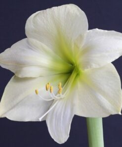 Amaryllis