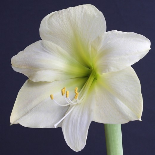 Amaryllis