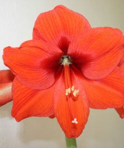 Amaryllis ORANGE SOVEREIGN. Large 36-38 Bulbs.