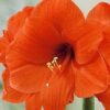 amaryllis orange soverign
