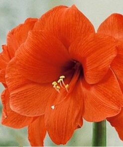 amaryllis orange soverign