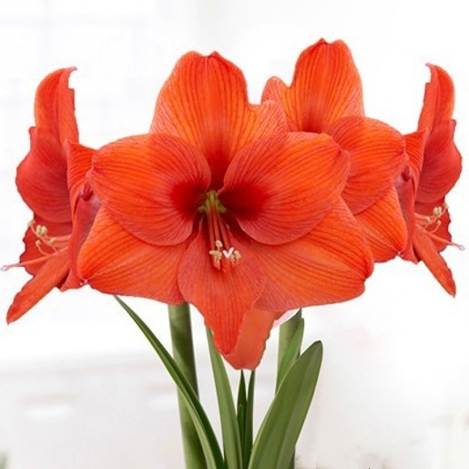AMARYLLIS Naranja. Huge 42-44 Bulbs. Satin Orange - Image 2