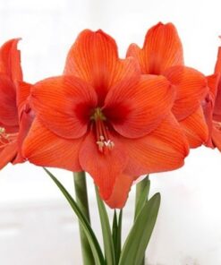 Alternative view of Amaryllis ORANGE SOVEREIGN. Large 36-38 Bulbs.