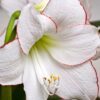 Amaryllis Picotee