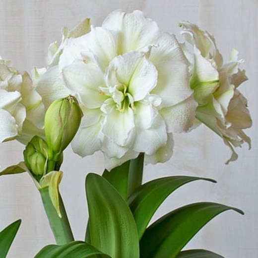 AMARYLLIS Polar Belle. Huge 42-44 Bulbs. Blooms White. - Image 2