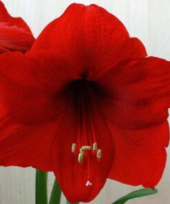 Amaryllis Red Lion