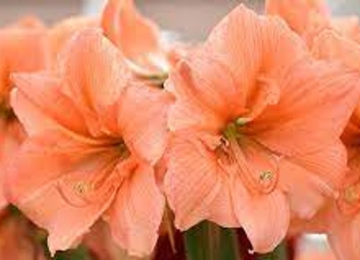 Amaryllis Rilona. A demure beauty. Huge bulbs 42-44 - Image 2
