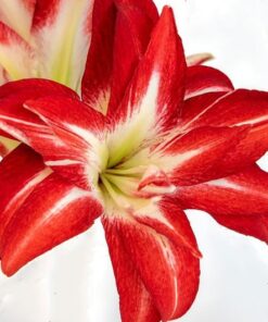 Amaryllis Splash