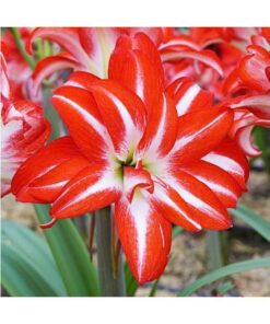 Splash Amaryllis
