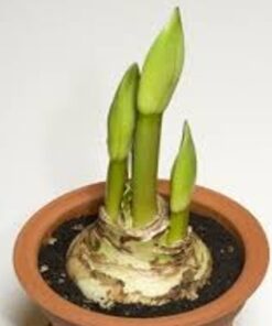 Amaryllis growing