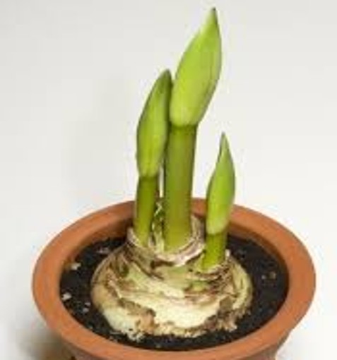Amaryllis Barbados. Velvet-red with a white star. 36-38Bulbs - Image 5