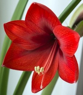 how to treat an Amaryllis bulb