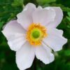 Anemone Ruffled Swan