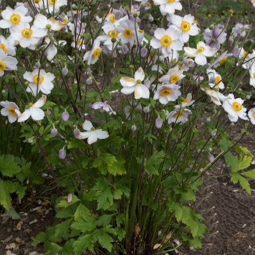 ANEMONE Ruffled Swan. Windflower. - Image 3