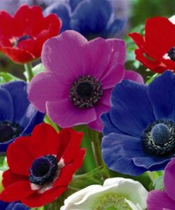 summer flower bulbs