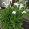Arum Lily