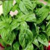 Sweet Basil