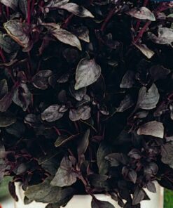 Basil Opal