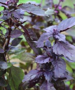 Opal Basil